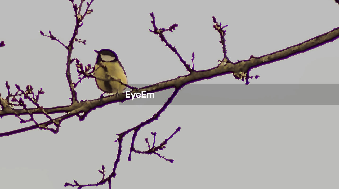 LOW ANGLE VIEW OF BIRD PERCHING ON TWIG AGAINST SKY