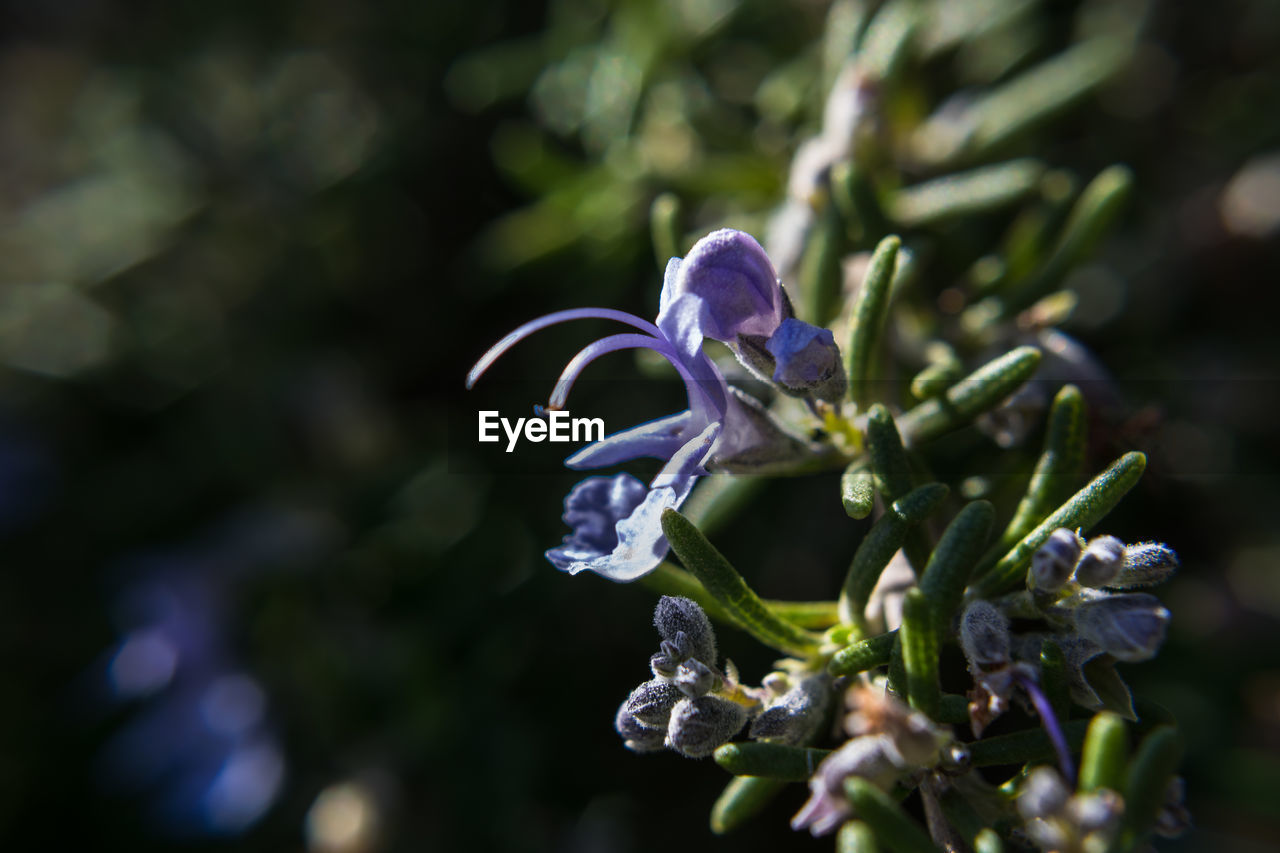 Close-up of purple flowering plant