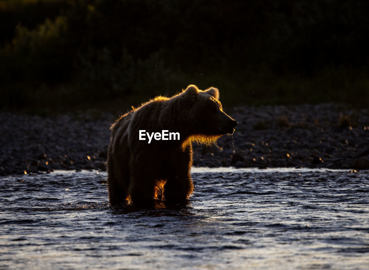 Single big brown bear standing in the backlight of the low afternoon sun in a shallow river