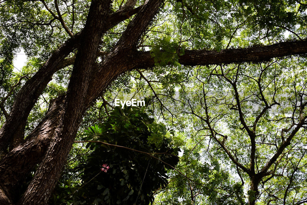 LOW ANGLE VIEW OF TREES