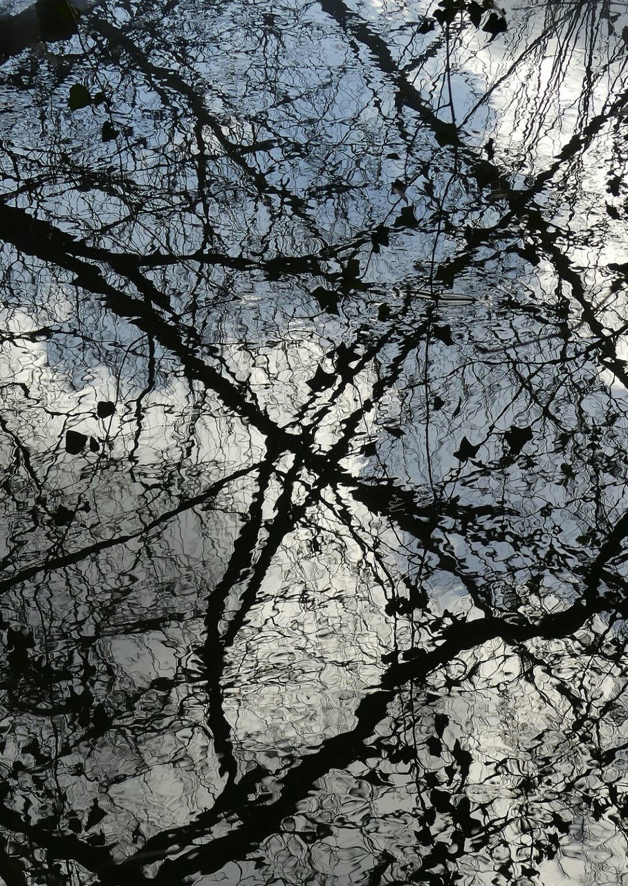 LOW ANGLE VIEW OF TREES AGAINST SKY