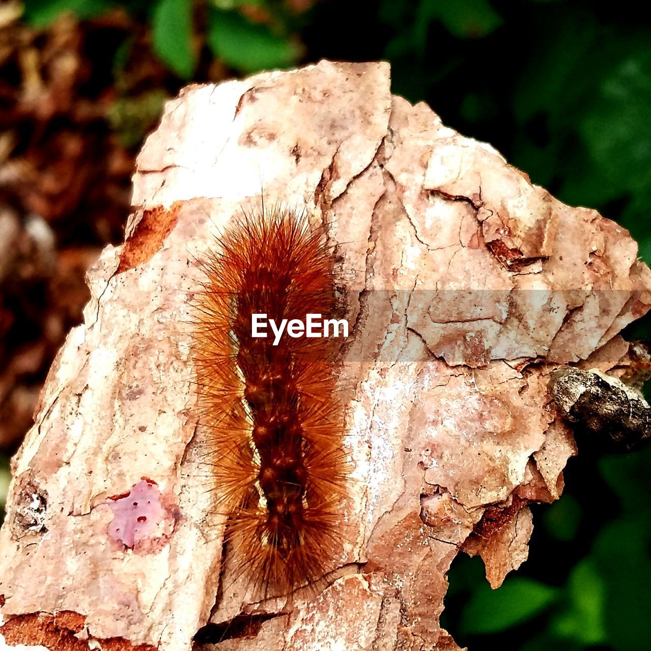 CLOSE UP OF TREE