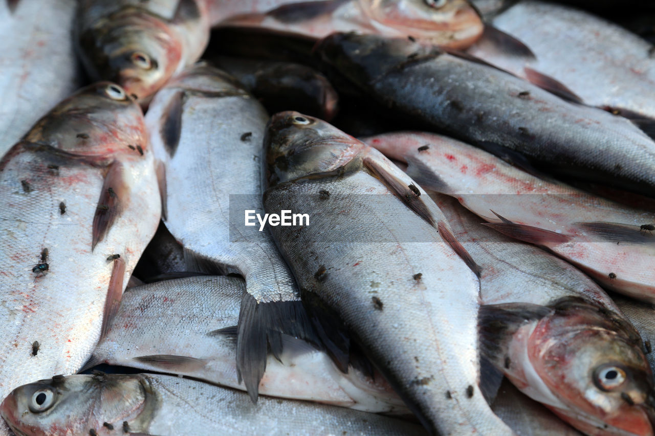 Man sells fish at fish market in kumrokhali, west bengal, india