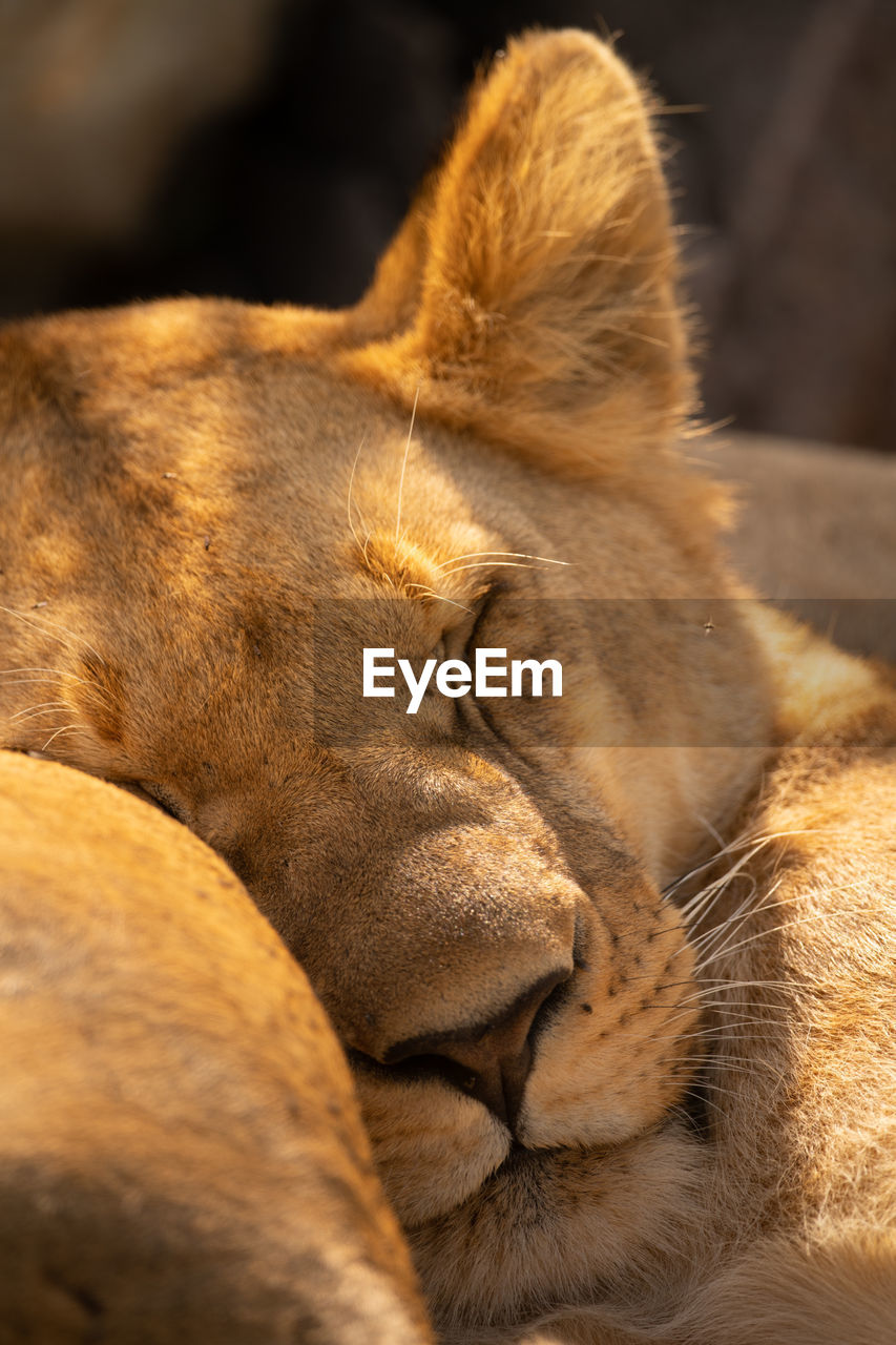 Close-up of lioness lying asleep by another