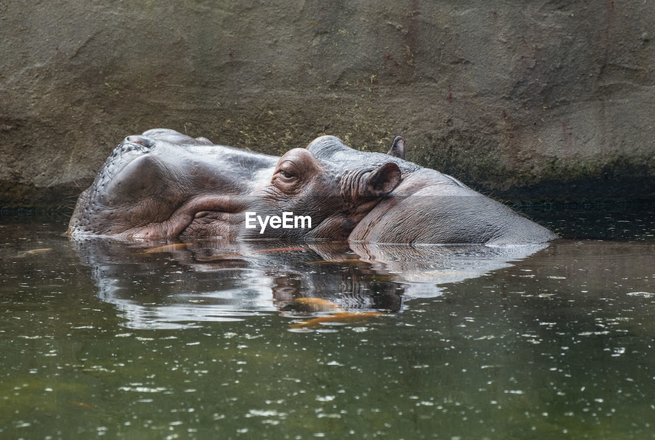 Hippo swimming in lake