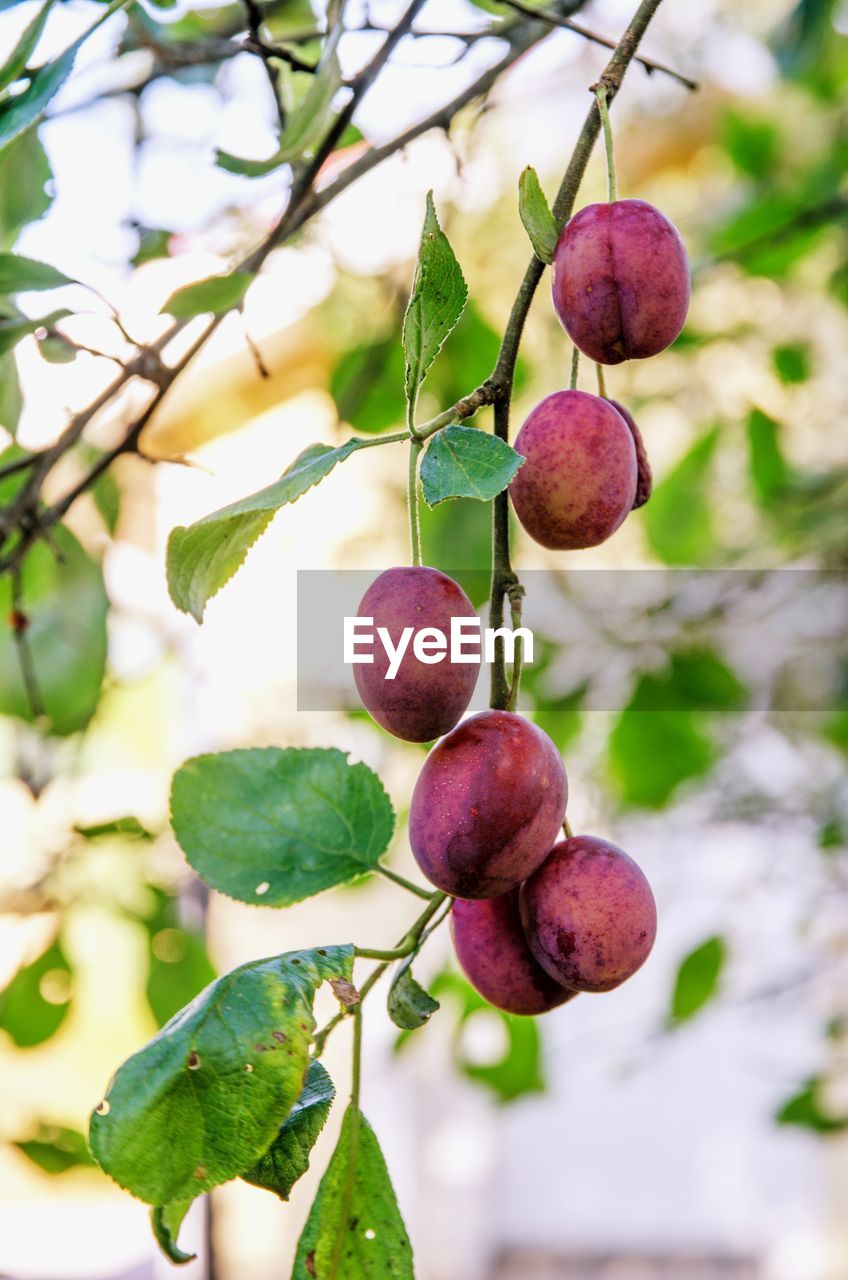 CLOSE-UP OF FRUITS GROWING ON TREE