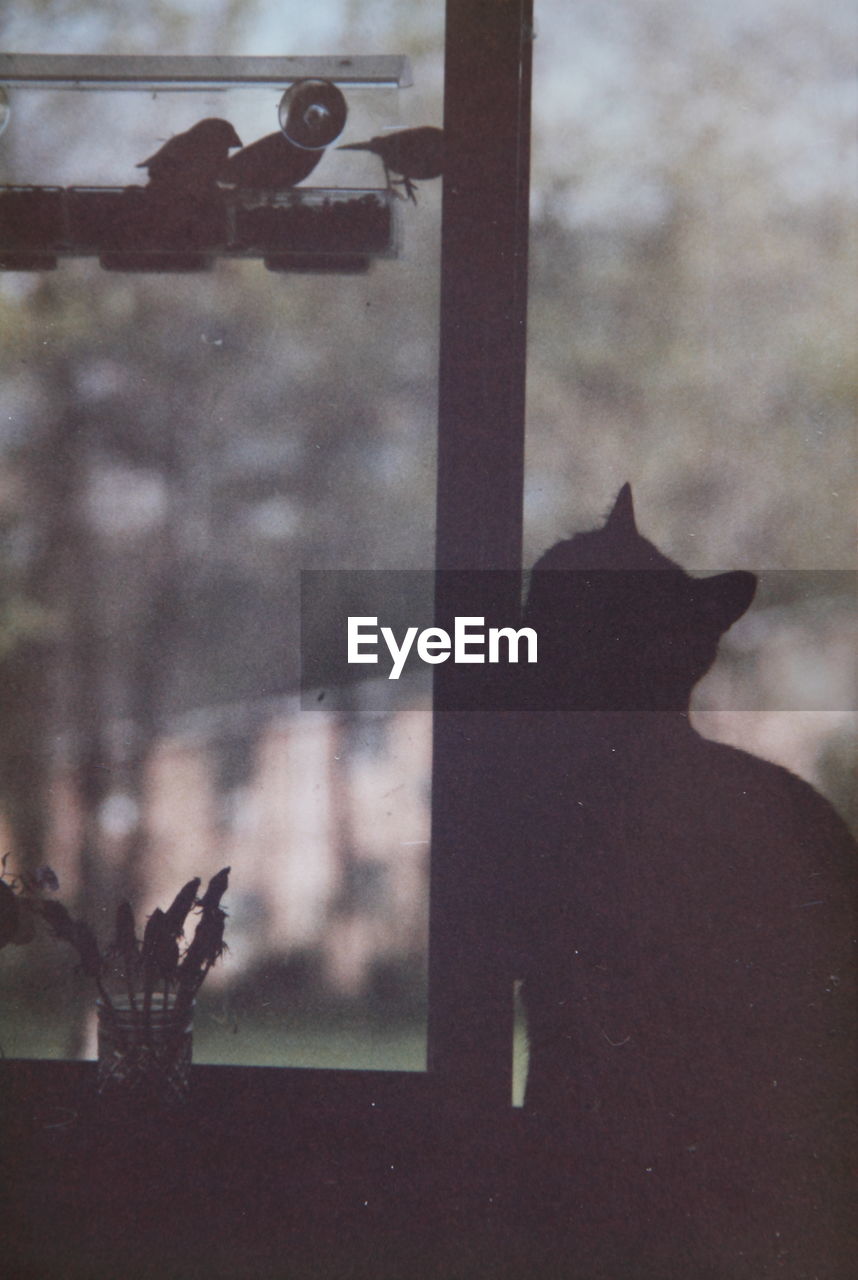 Silhouette cat sitting by glass window at home