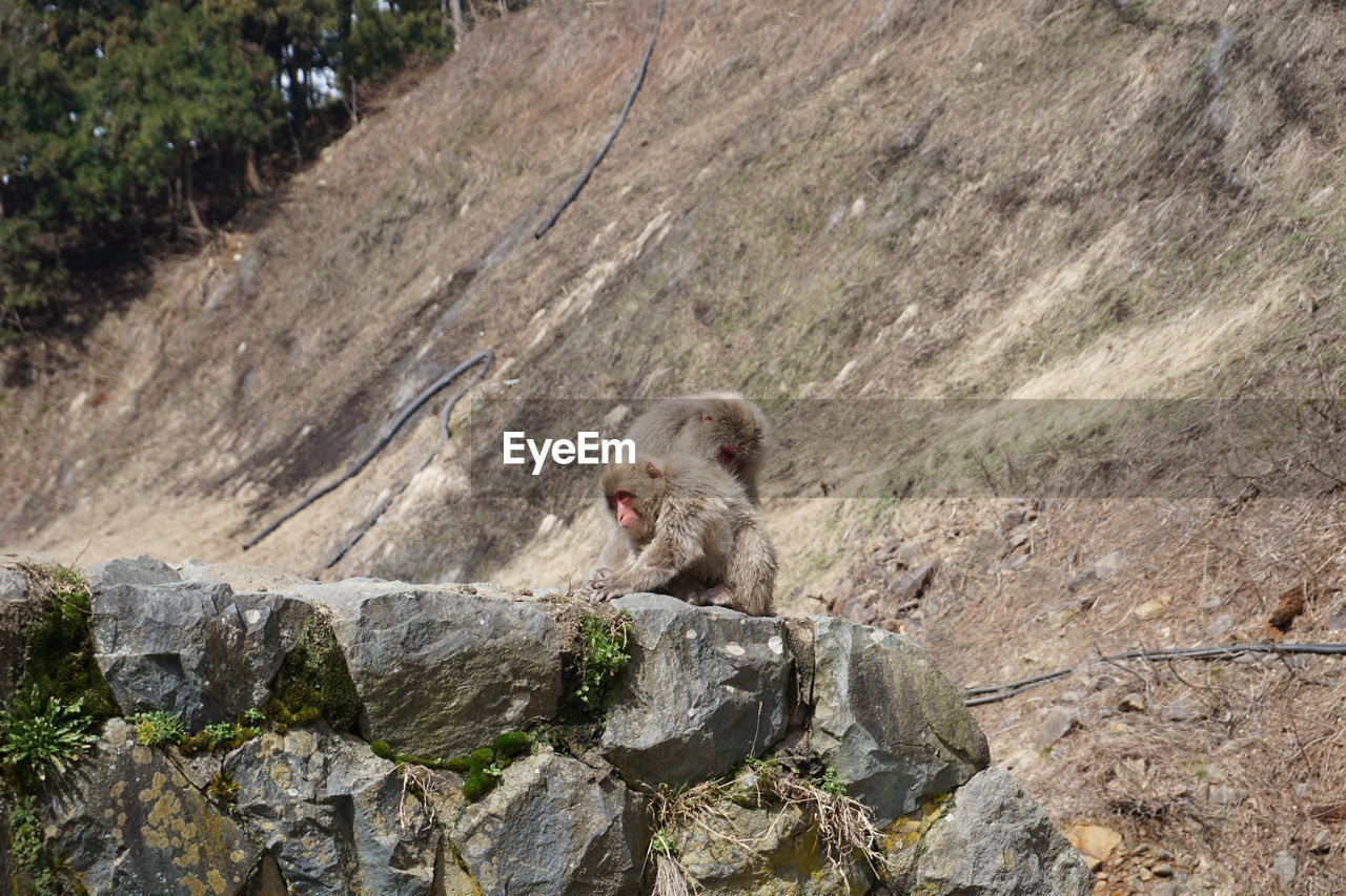 VIEW OF SITTING ON ROCK