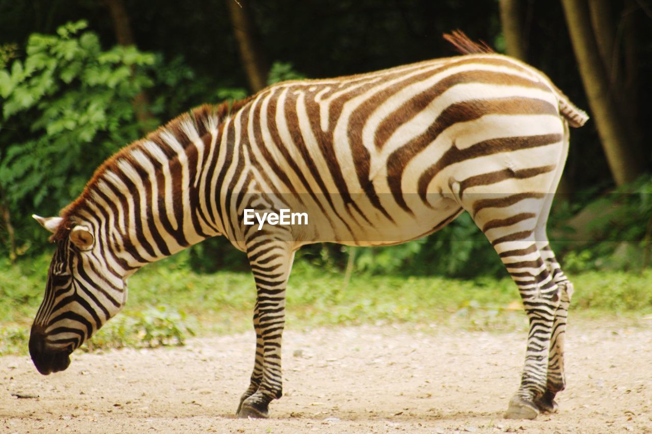 Side view of zebra standing on grass