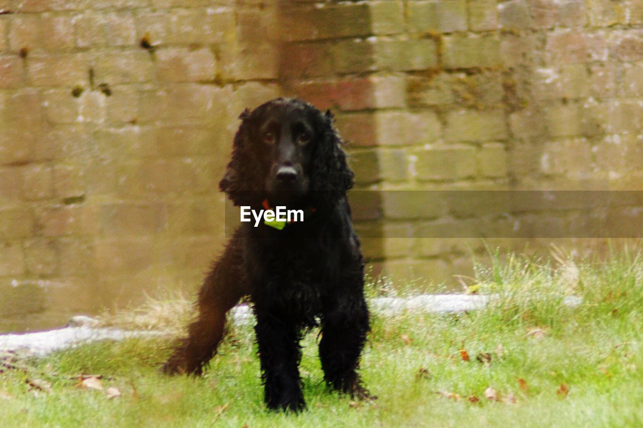 CLOSE-UP OF BLACK DOG AGAINST GRASS