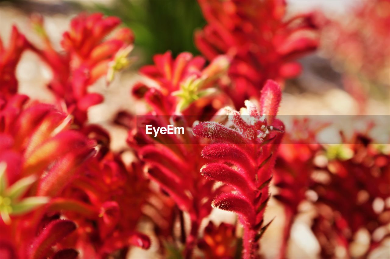 CLOSE-UP OF RED FLOWERS BLOOMING