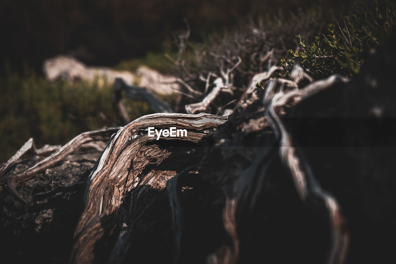 nature, plant, tree, darkness, no people, close-up, leaf, land, macro photography, selective focus, branch, wood, forest, day, outdoors, sunlight, log, timber, growth, tranquility, focus on foreground, grass