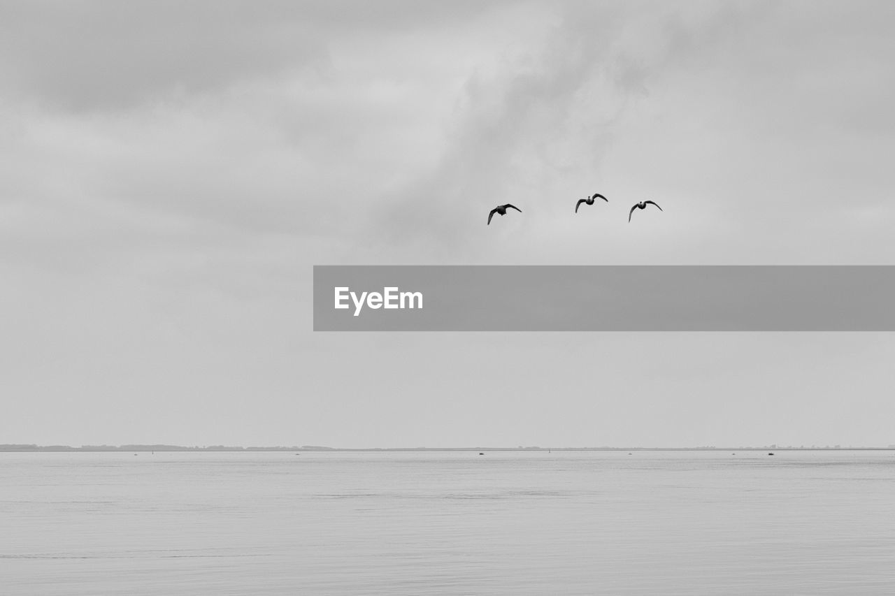 BIRDS IN SEA AGAINST SKY