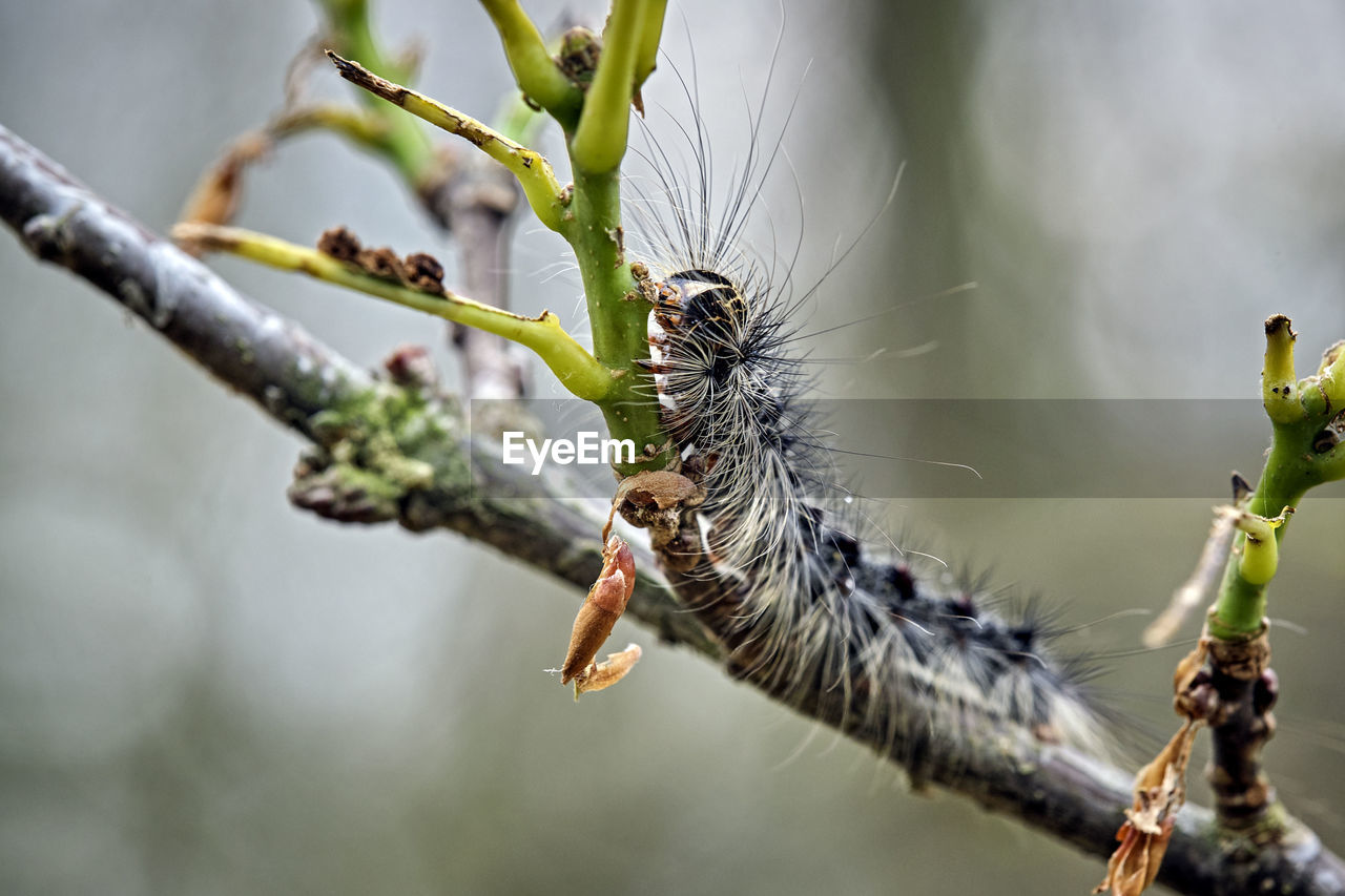 CLOSE-UP OF INSECT ON BRANCH