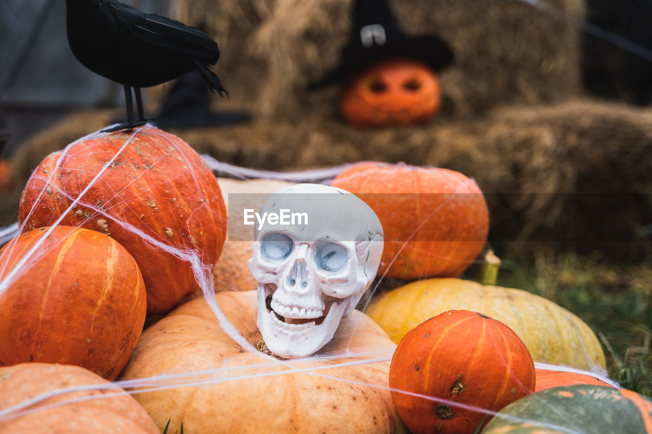 CLOSE-UP OF PUMPKINS IN PARK