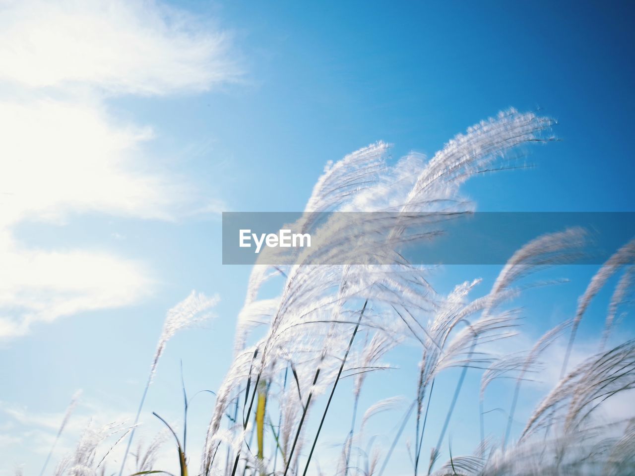 LOW ANGLE VIEW OF REEDS AGAINST SKY