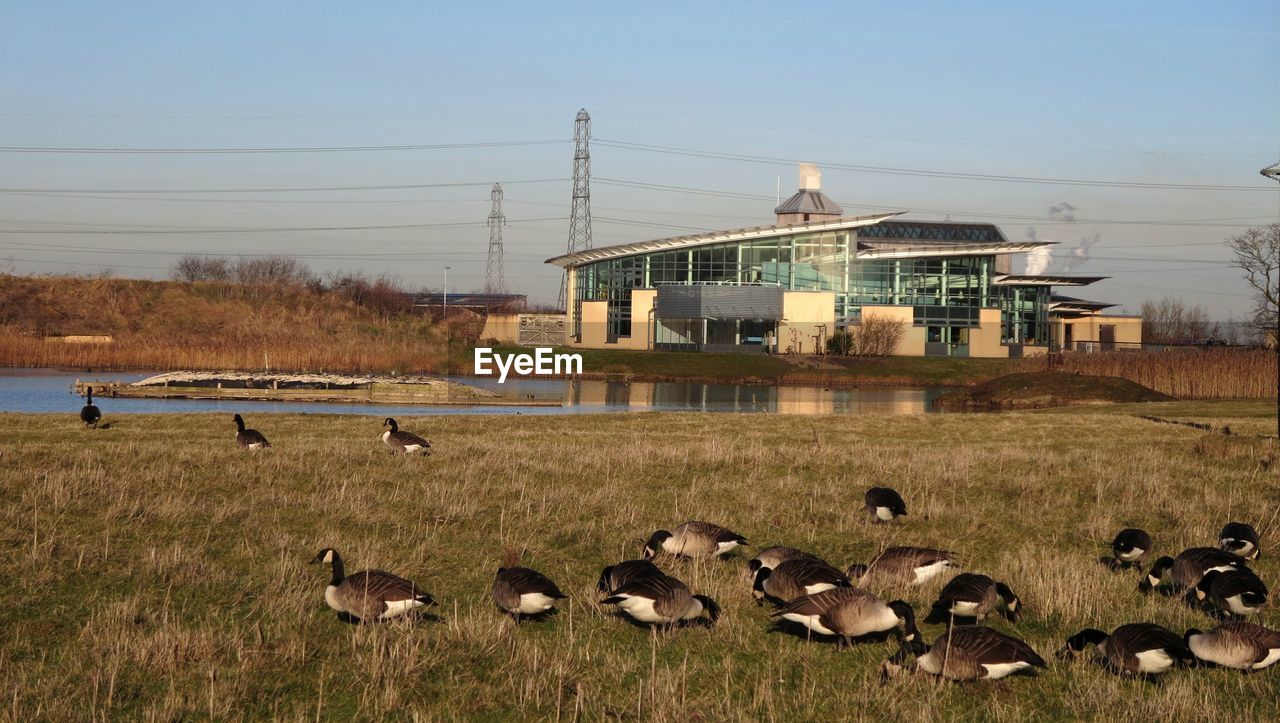 PIGEONS ON FIELD AGAINST CLEAR SKY