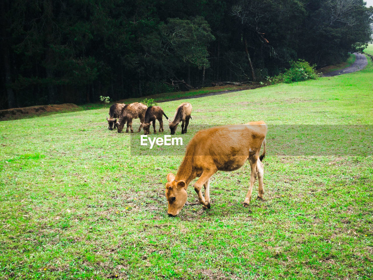 Calves grazing on grassy field against trees