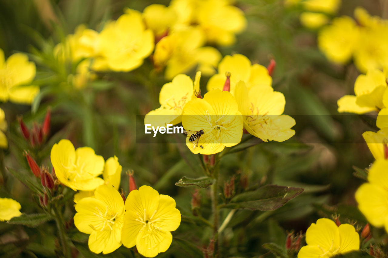 CLOSE-UP OF YELLOW FLOWERS BLOOMING OUTDOORS