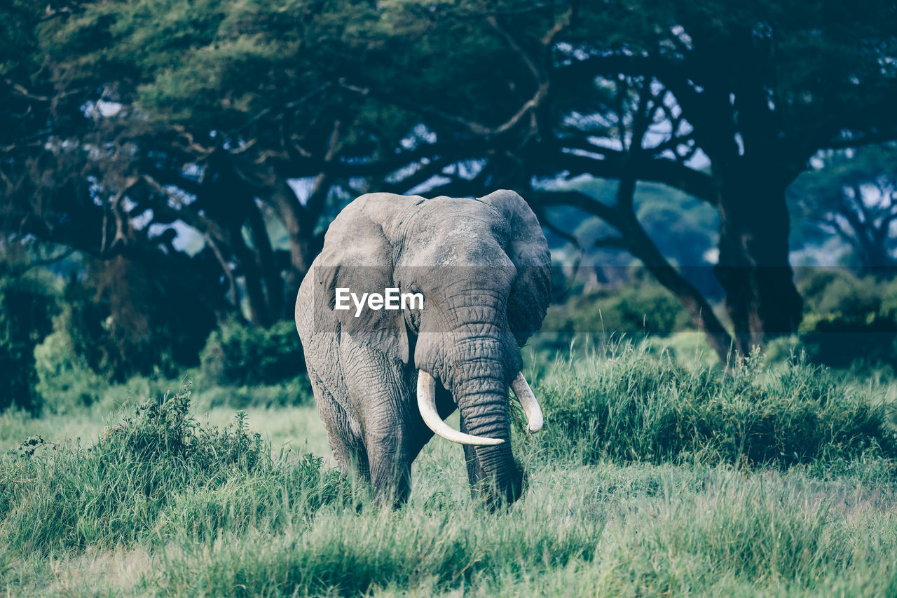 Elephant in amboseli national park, kenya, africa