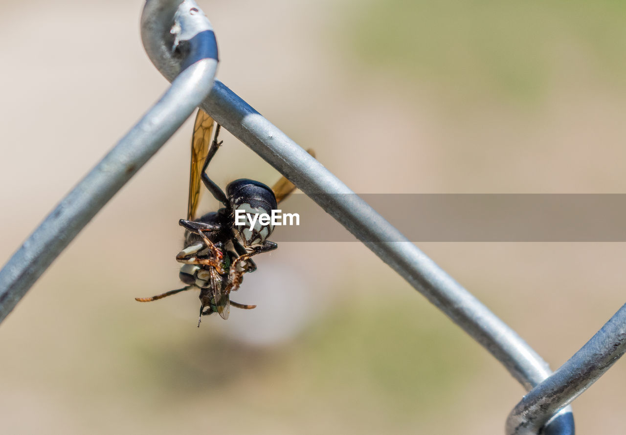 Close-up of wasp on chainlink fence