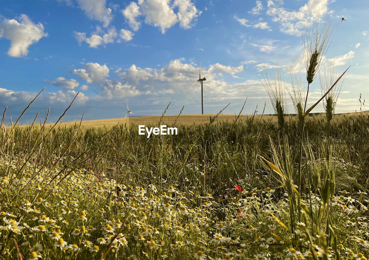 PLANTS GROWING ON FIELD