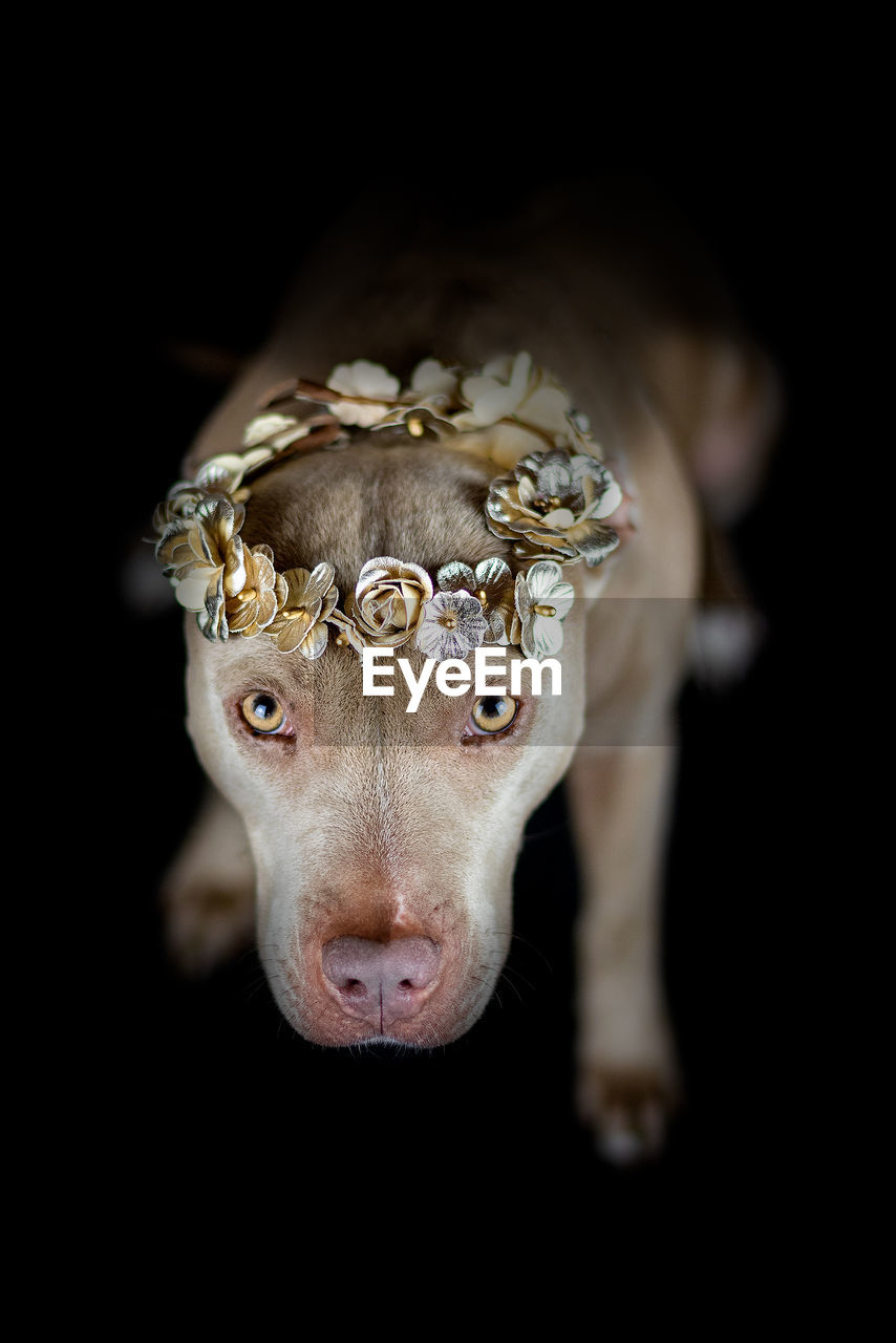 Close-up portrait of sweet rednose pitbull against black background