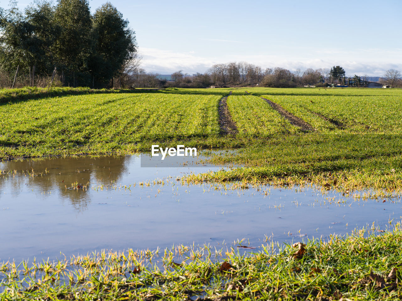 Scenic view of agricultural field against sky