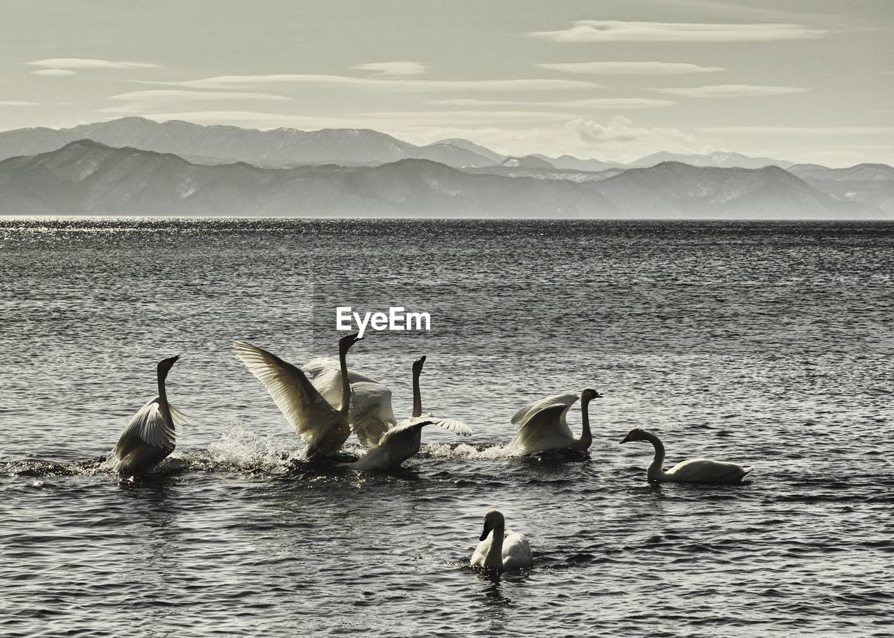 Swans in lake against sky