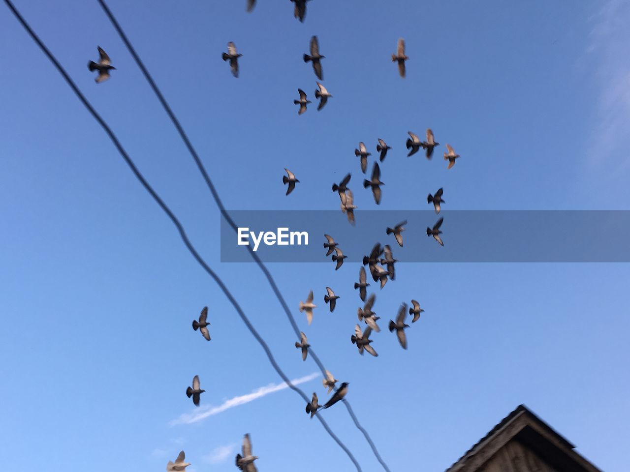 LOW ANGLE VIEW OF BIRDS FLYING