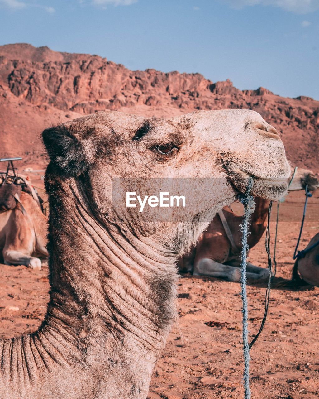 Dromedary camel in sahara desert