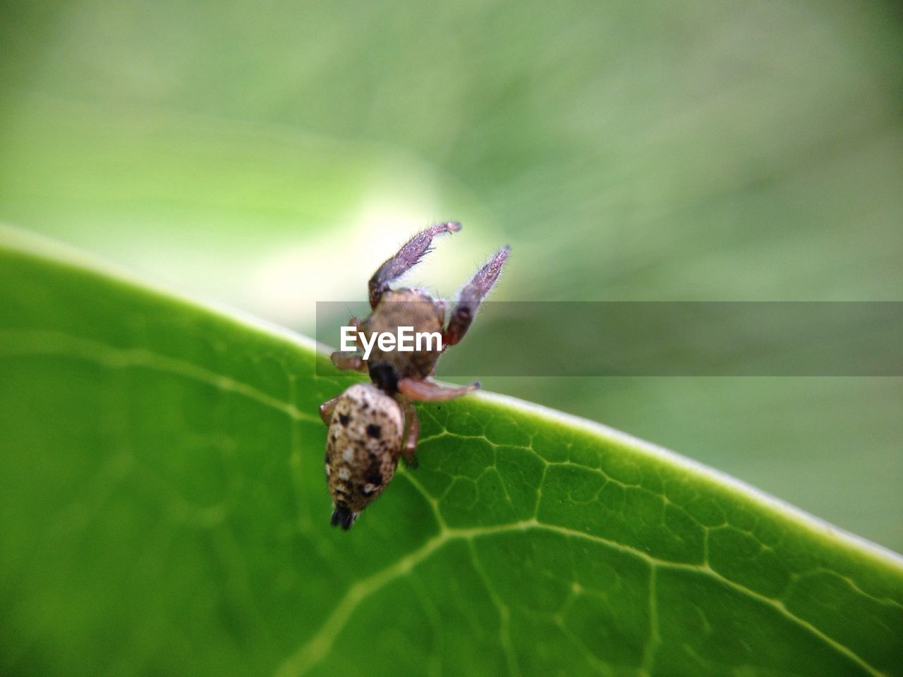 INSECT ON LEAF