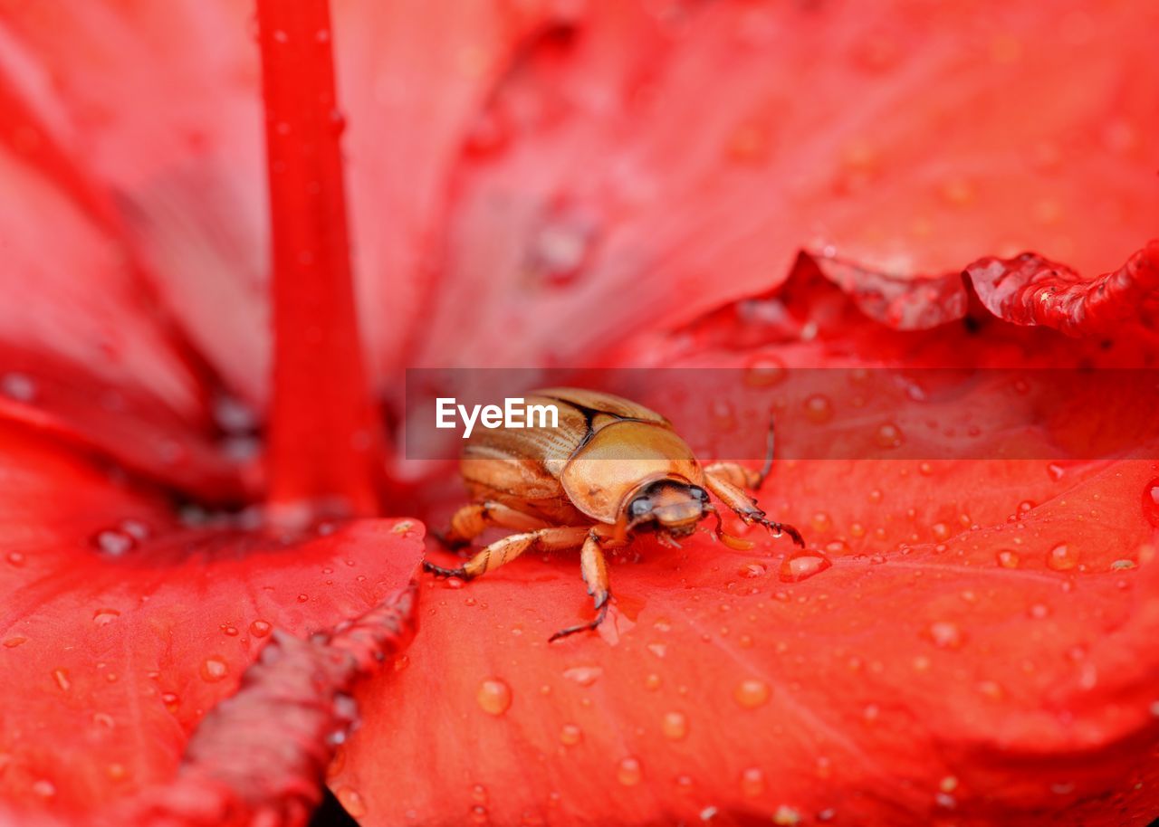 Close-up of insect on red flower