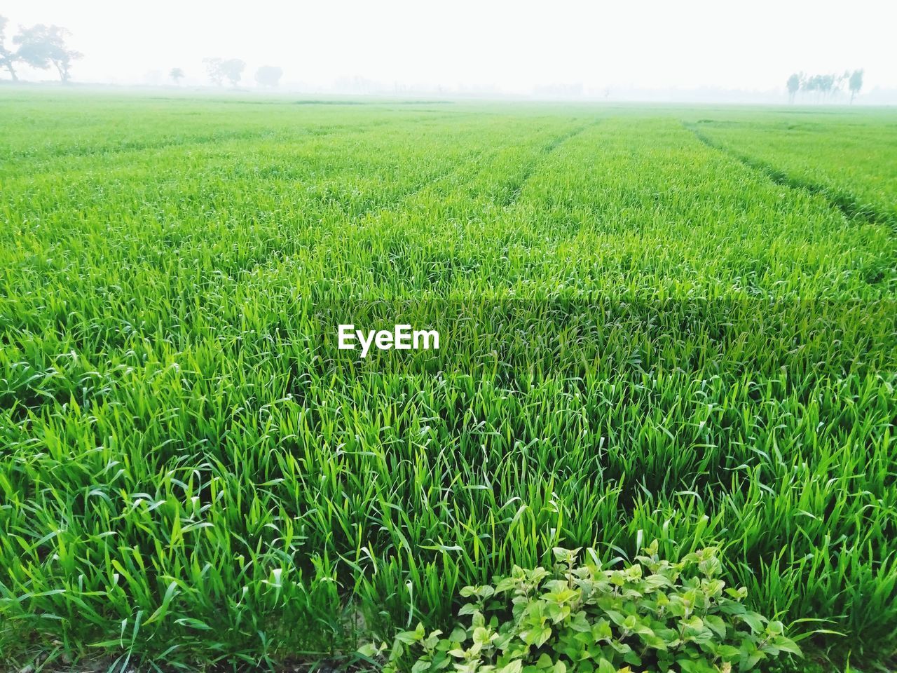 CROPS GROWING ON FIELD