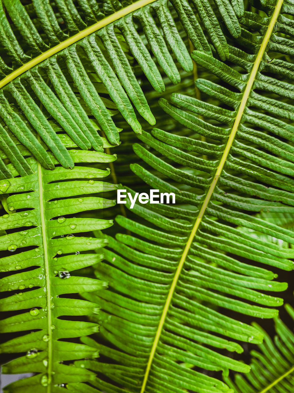 CLOSE-UP OF PALM LEAVES