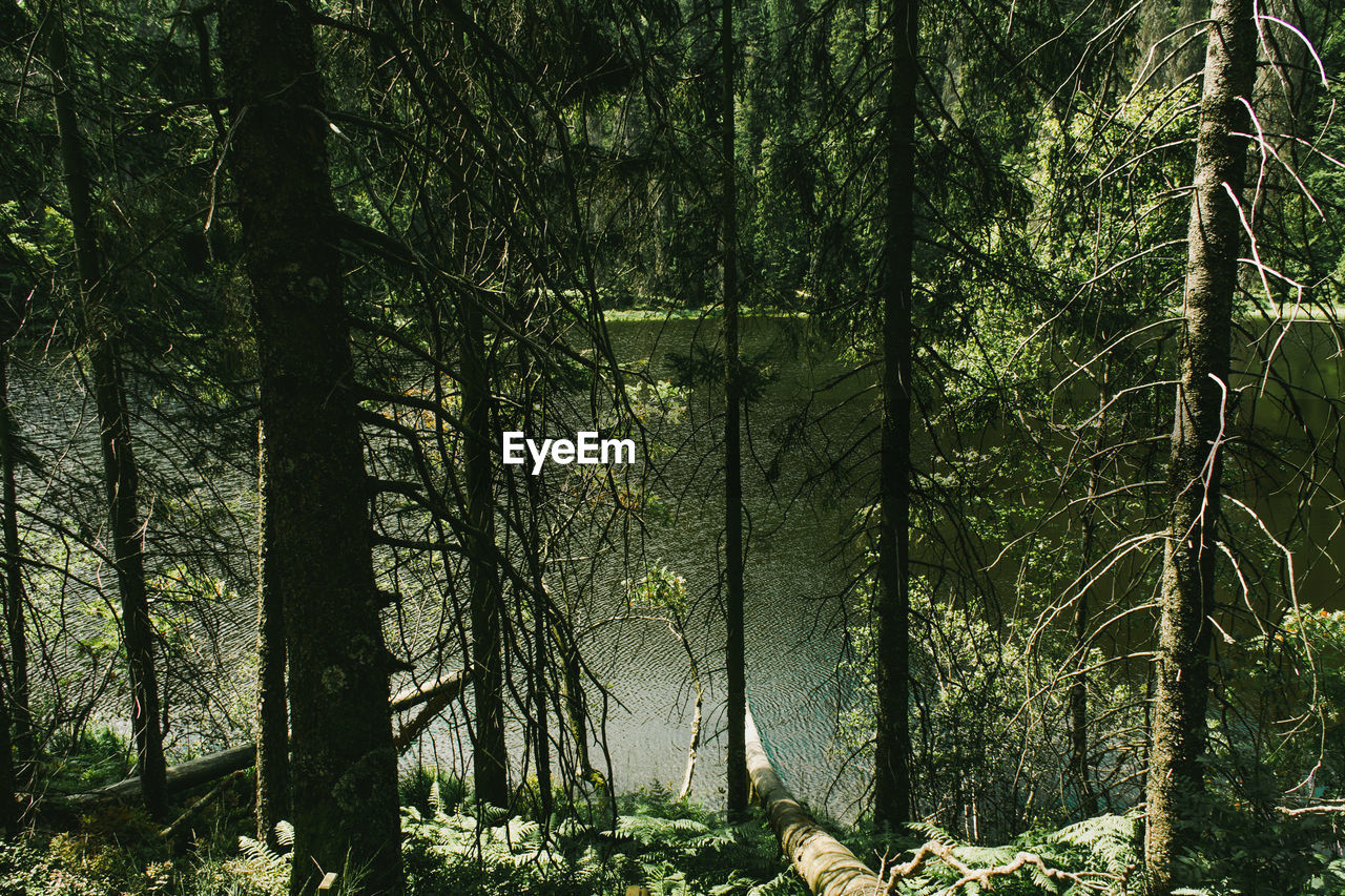 tree, plant, natural environment, forest, land, woodland, old-growth forest, beauty in nature, nature, tranquility, growth, wilderness, sunlight, tree trunk, trunk, tranquil scene, no people, non-urban scene, rainforest, scenics - nature, green, environment, leaf, lush foliage, day, outdoors, foliage, landscape, jungle, grove, branch, idyllic, remote