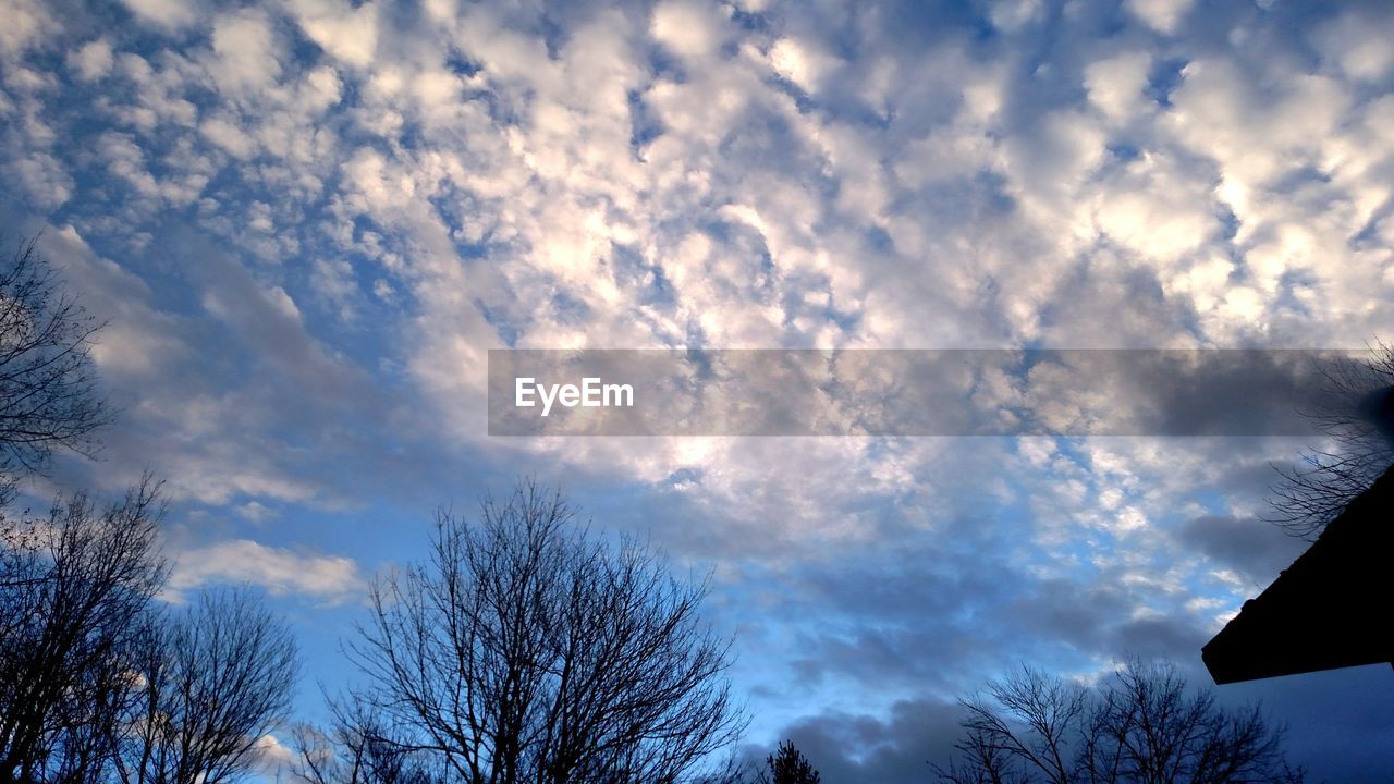 LOW ANGLE VIEW OF TREES AGAINST CLOUDY SKY