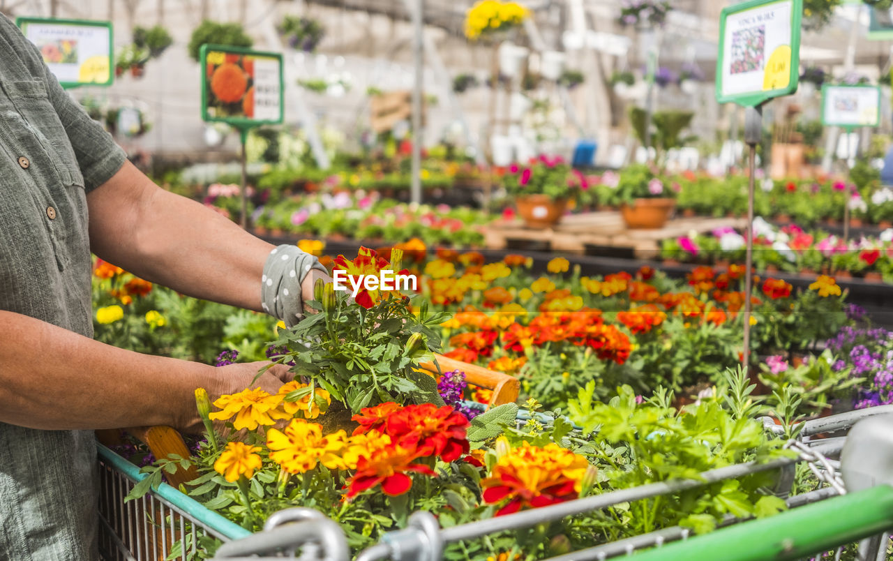 MIDSECTION OF PERSON HOLDING FLOWERS IN POT AT MARKET