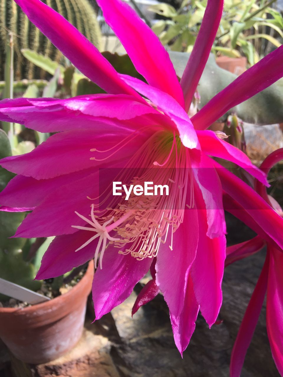 CLOSE-UP OF PINK FLOWERS