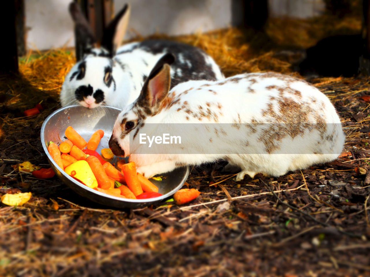 VIEW OF SHEEP EATING FOOD