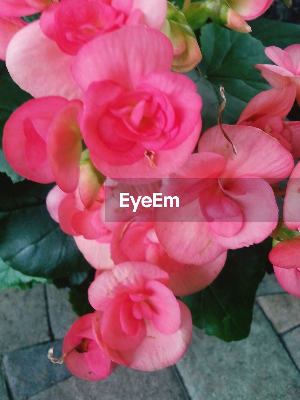 PINK ROSE BLOOMING OUTDOORS