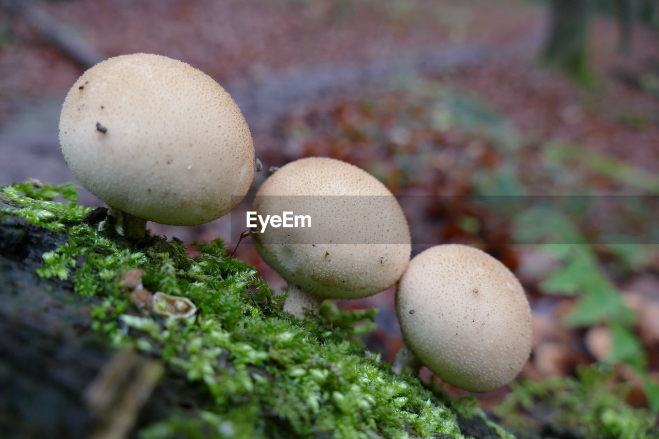 Common puffball or lycoperdon perlatum