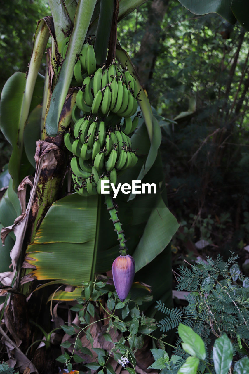 Close-up of fruits growing on tree