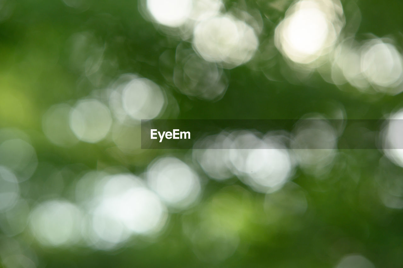 CLOSE-UP OF DEFOCUSED IMAGE OF ILLUMINATED PLANT