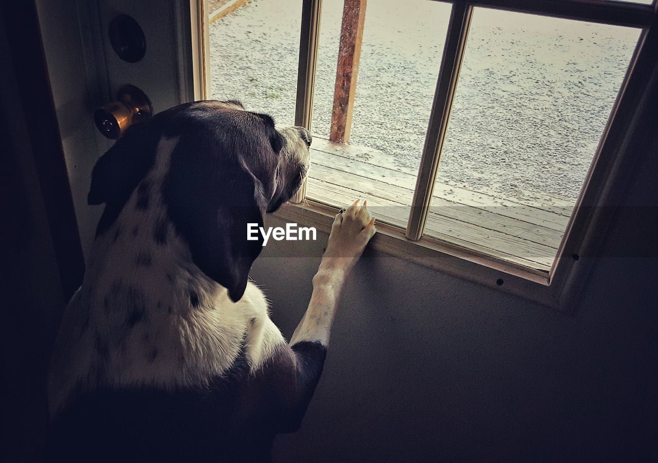 High angle view of dog looking through window at home