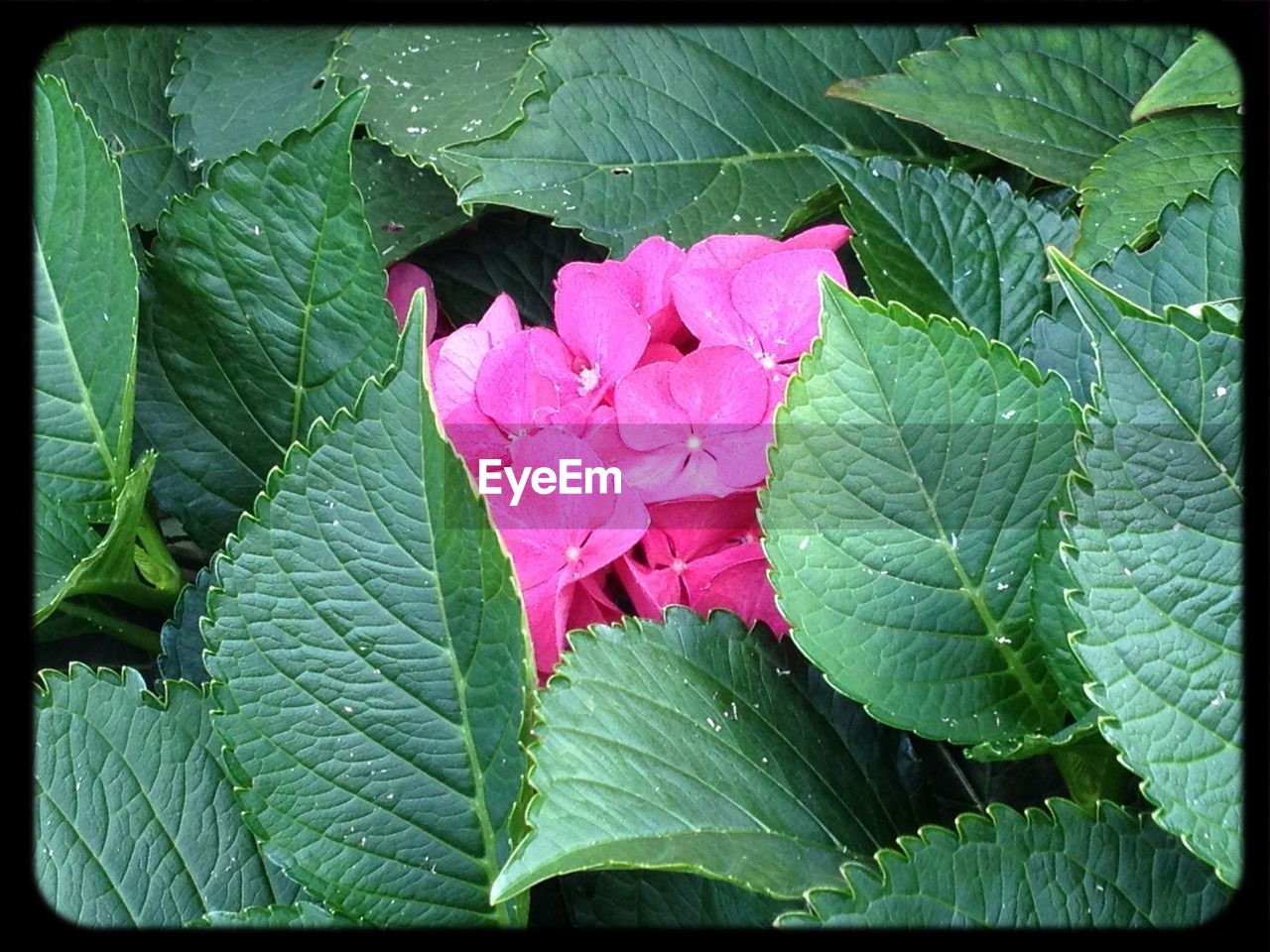 Close-up of pink flowers amidst leaves