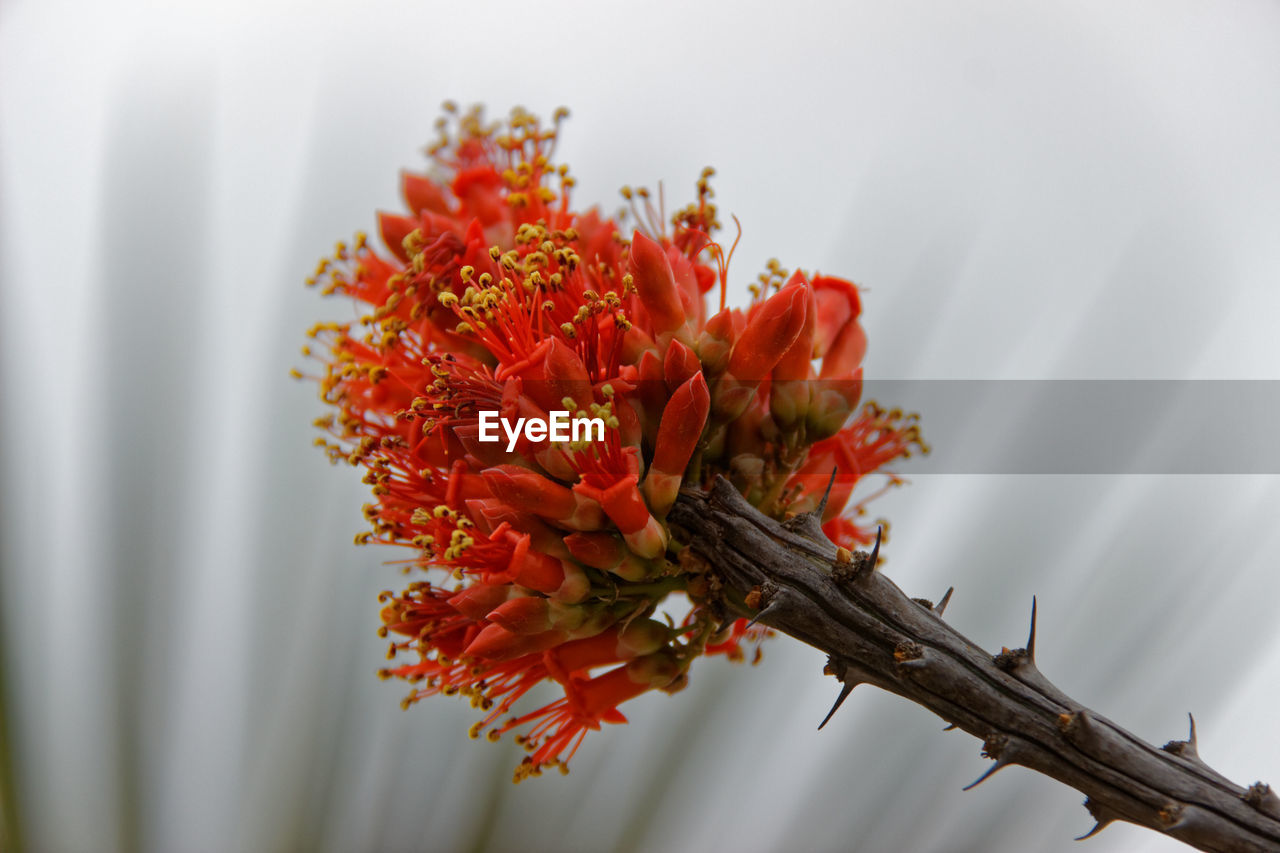 Close-up of red flower against blurred background