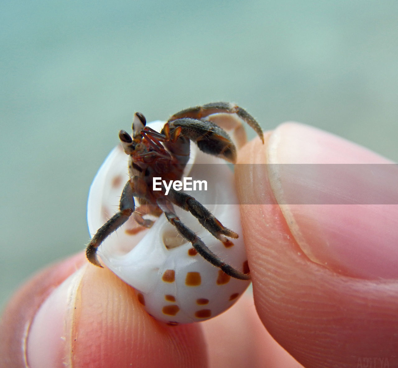 Cropped hand holding hermit crab