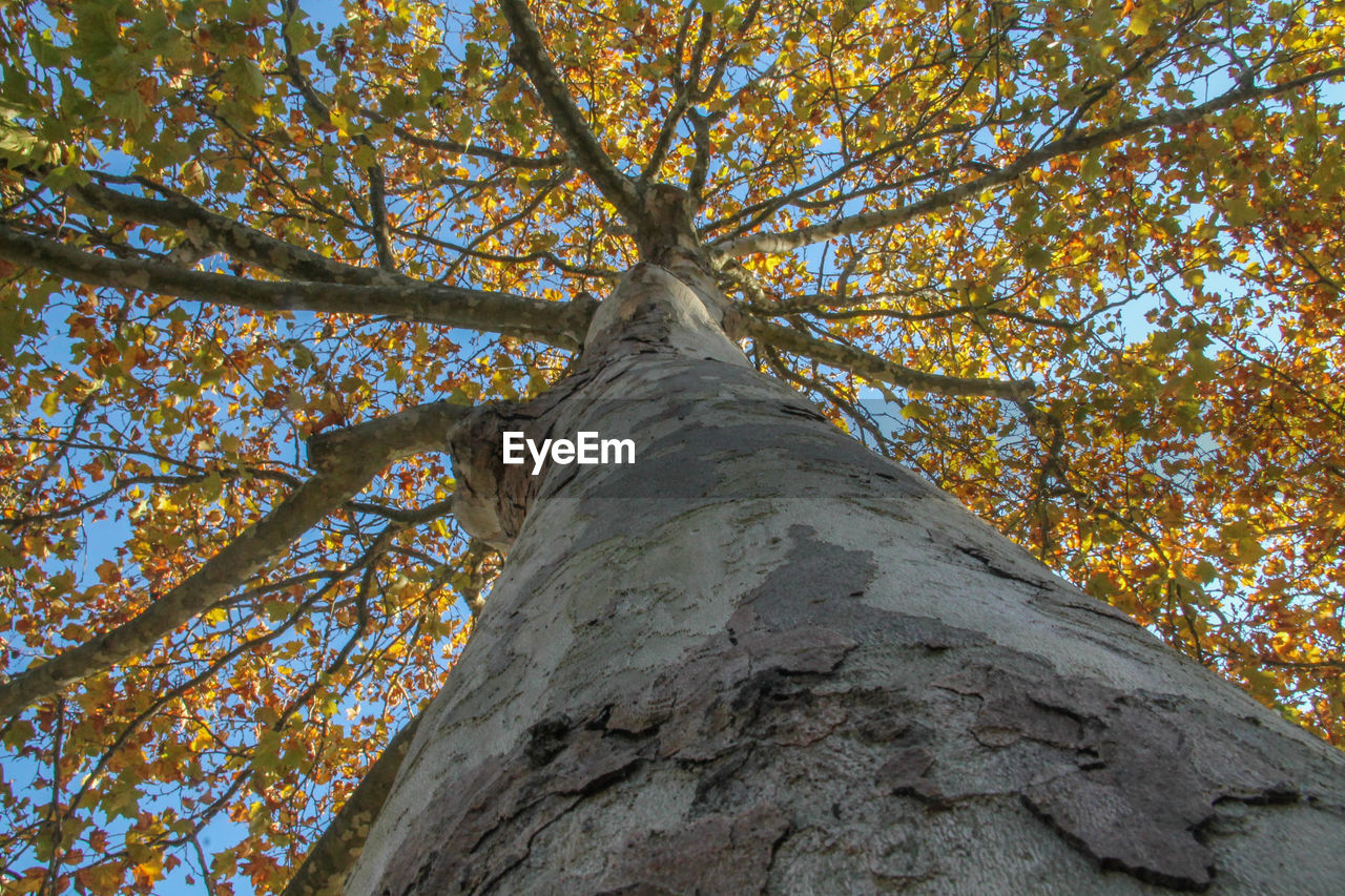 Low angle view of tree