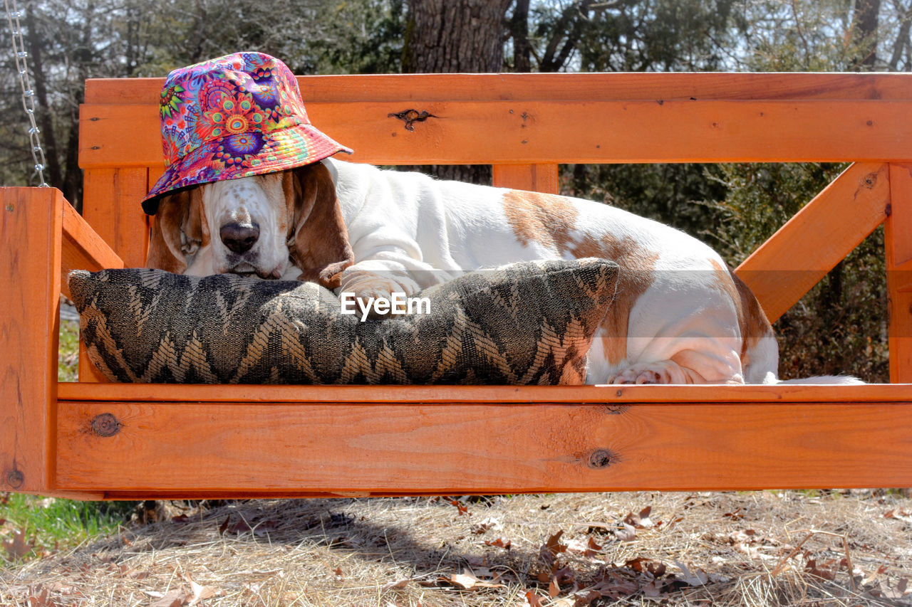 Side view of dog sitting on swing wearing bucket hat